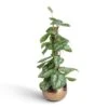 Epipremnum Trebie - Satin Pothos Trebie - Moss Pole 2 Epipremnum Trebie - Satin Pothos Trebie - Moss Pole -Plant Promotion Store Epipremnum Trebie Satin Pothos Trebie Moss Pole 15x60cm Yvette Plant Pot Gold 19x16cm