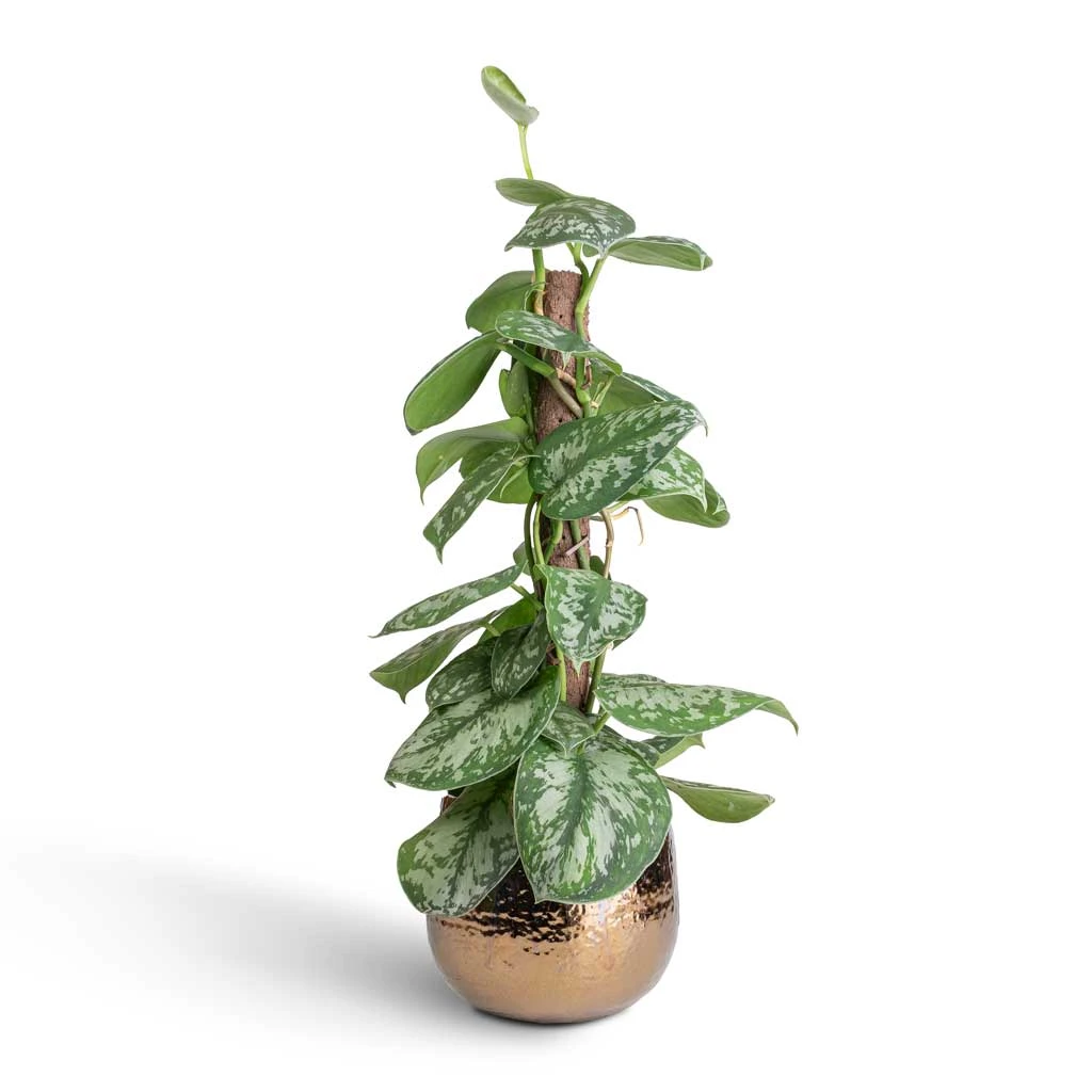 Epipremnum Trebie - Satin Pothos Trebie - Moss Pole 3 Epipremnum Trebie - Satin Pothos Trebie - Moss Pole