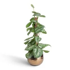 Yvette Plant Pot - Gold 29 Yvette Plant Pot - Gold -Plant Promotion Store Epipremnum Trebie Satin Pothos Trebie Moss Pole 15x60cm Yvette Plant Pot Gold 19x16cm a8502b59 9852 47f8 996a 4c3c389bf187