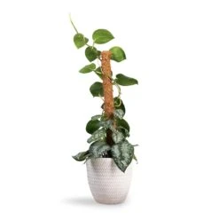 Epipremnum Trebie - Satin Pothos Trebie - Moss Pole 16 Epipremnum Trebie - Satin Pothos Trebie - Moss Pole -Plant Promotion Store Epipremnum Trebie Satin Pothos Trebie Moss Pole 19x80cm Angle Couple Plant Pot White 24x23cm ec26c18c 1707 4cbc b2d5 5c0e25ba2052