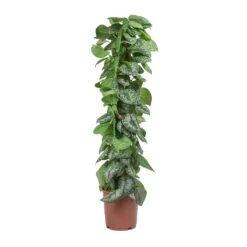 Epipremnum Trebie - Satin Pothos Trebie - Moss Pole 18 Epipremnum Trebie - Satin Pothos Trebie - Moss Pole -Plant Promotion Store Epipremnum Trebie Satin Pothos Trebie Moss Pole