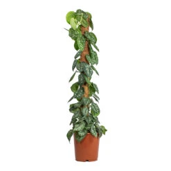 Epipremnum Trebie - Satin Pothos Trebie - Moss Pole 15 Epipremnum Trebie - Satin Pothos Trebie - Moss Pole -Plant Promotion Store Epipremnum Trebie Satin Pothos Trebie Moss Pole 24cm