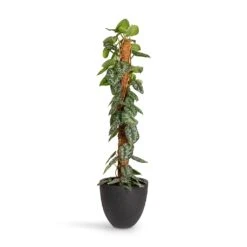 Epipremnum Trebie - Satin Pothos Trebie - Moss Pole 17 Epipremnum Trebie - Satin Pothos Trebie - Moss Pole -Plant Promotion Store Epipremnum Trebie Satin Pothos Trebie Moss Pole 24x120cm Grigio Egg Pot Planter Anthracite Concrete 32x29cm