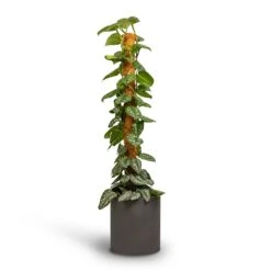 Epipremnum Trebie - Satin Pothos Trebie - Moss Pole 14 Epipremnum Trebie - Satin Pothos Trebie - Moss Pole -Plant Promotion Store Epipremnum Trebie Satin Pothos Trebie Moss Pole 24x120cm Pot Max Refined Planter Volcano Black 29x29.5cm 4 160dfc5f 3530 42fc be3b 1f394efd6d4e