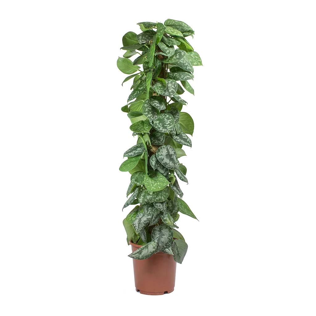 Epipremnum Trebie - Satin Pothos Trebie - Moss Pole 10 Epipremnum Trebie - Satin Pothos Trebie - Moss Pole - Image 8
