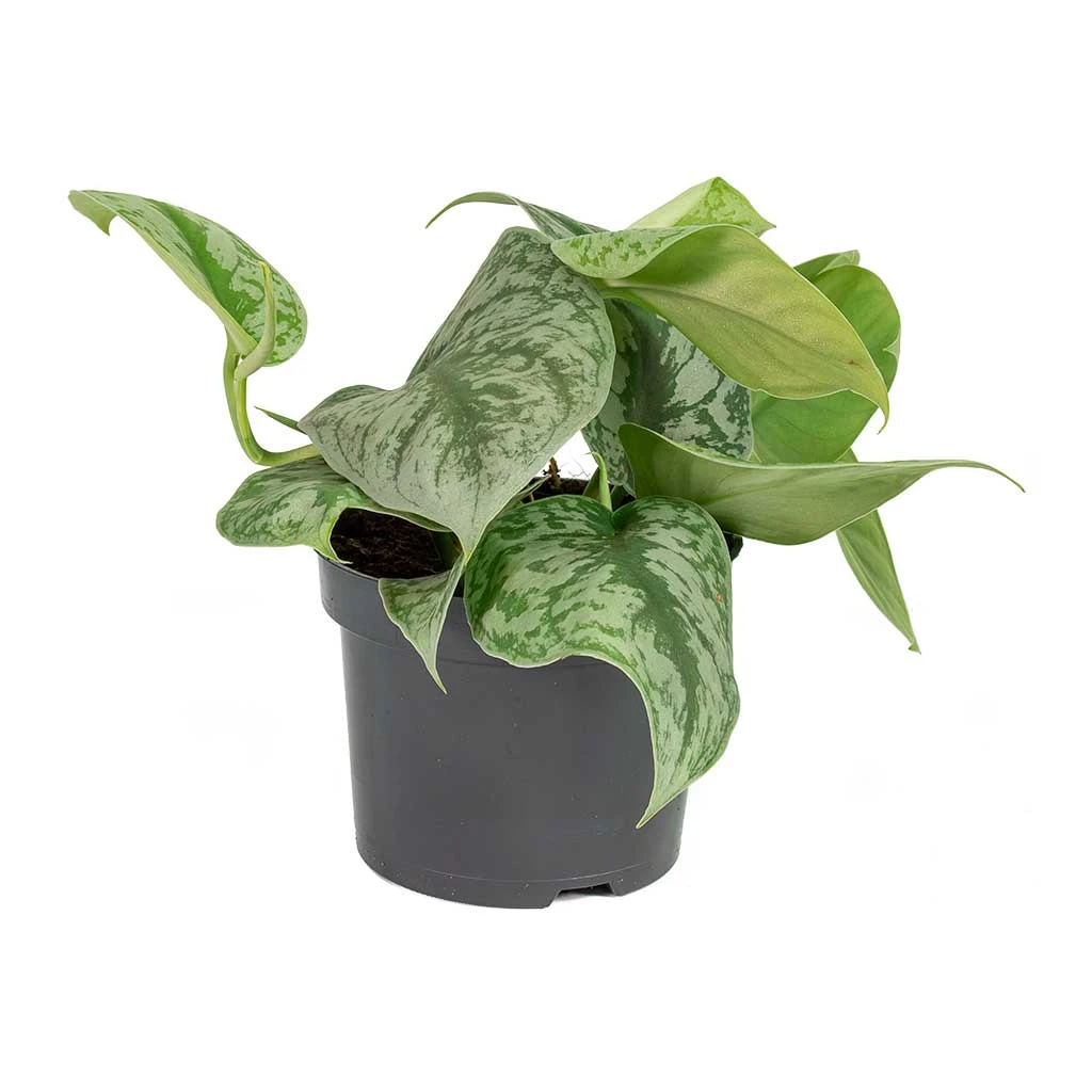Epipremnum Trebie - Satin Pothos Trebie 10 Epipremnum Trebie - Satin Pothos Trebie - Image 8
