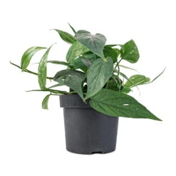 Epipremnum Pinnatum - Cebu Blue Pothos -Plant Promotion Store Epipremnum aureum Cebu Blue Pothos 12x20cm