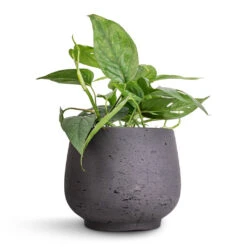 Epipremnum Pinnatum - Cebu Blue Pothos -Plant Promotion Store Epipremnum aureum Cebu Blue Pothos 12x20cm Mini Pixie Plant Pot Black Washed 18x15cm