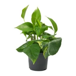 Epipremnum Aureum - Golden Pothos 26 Epipremnum Aureum - Golden Pothos -Plant Promotion Store Epipremnum aureum Golden Pothos 12cm 2a55aa35 be0e 4a99 ae74 1af73ceac833