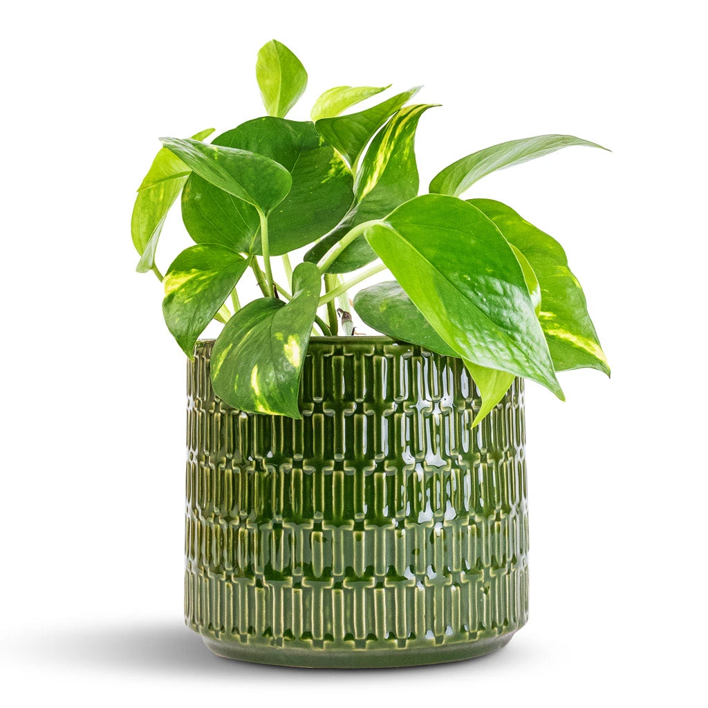 Flor Plant Pot - Green 10 Flor Plant Pot - Green - Image 8