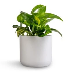 Lisbon Plant Pot - White -Plant Promotion Store Epipremnum aureum Golden Pothos 12x25cm Lisbon Plant Pot White