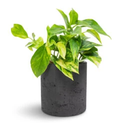 Epipremnum Aureum - Golden Pothos 38 Epipremnum Aureum - Golden Pothos -Plant Promotion Store Epipremnum aureum Golden Pothos 12x25cm Puk Plant Pot Black Washed 15x15cm 6fa27530 3a0b 4924 8dd7 32bf7bdec574