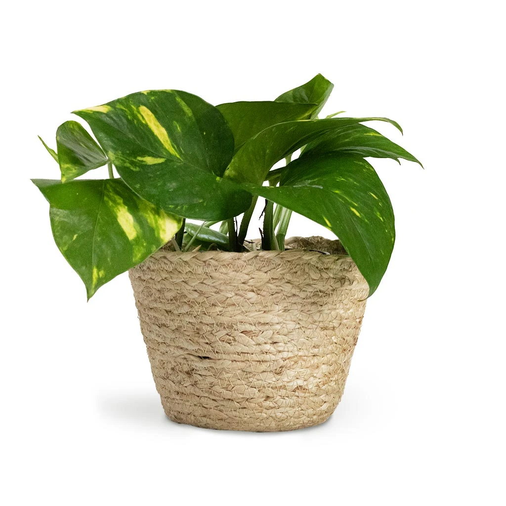 Epipremnum Aureum - Golden Pothos 20 Epipremnum Aureum - Golden Pothos - Image 18