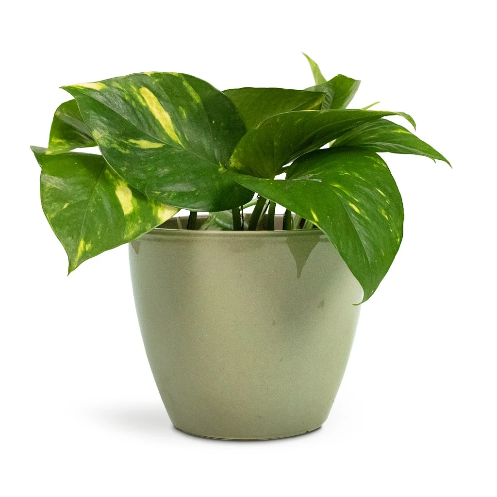 Epipremnum Aureum - Golden Pothos 18 Epipremnum Aureum - Golden Pothos - Image 16