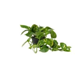 Epipremnum Aureum - Golden Pothos 30 Epipremnum Aureum - Golden Pothos -Plant Promotion Store Epipremnum aureum Golden Pothos 15x30cm