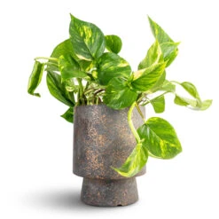 Epipremnum Aureum - Golden Pothos 31 Epipremnum Aureum - Golden Pothos -Plant Promotion Store Epipremnum aureum Golden Pothos 15x60cm Aily Plant Pot Earth Cement 19x23cm 2