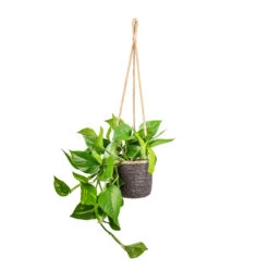 Epipremnum Aureum - Golden Pothos 29 Epipremnum Aureum - Golden Pothos -Plant Promotion Store Epipremnum aureum Golden Pothos 15x60cm Igmar Hanging Plant Basket Grey 17x14cm 052e2b39 ddc2 4249 97ed f51a75a12a45