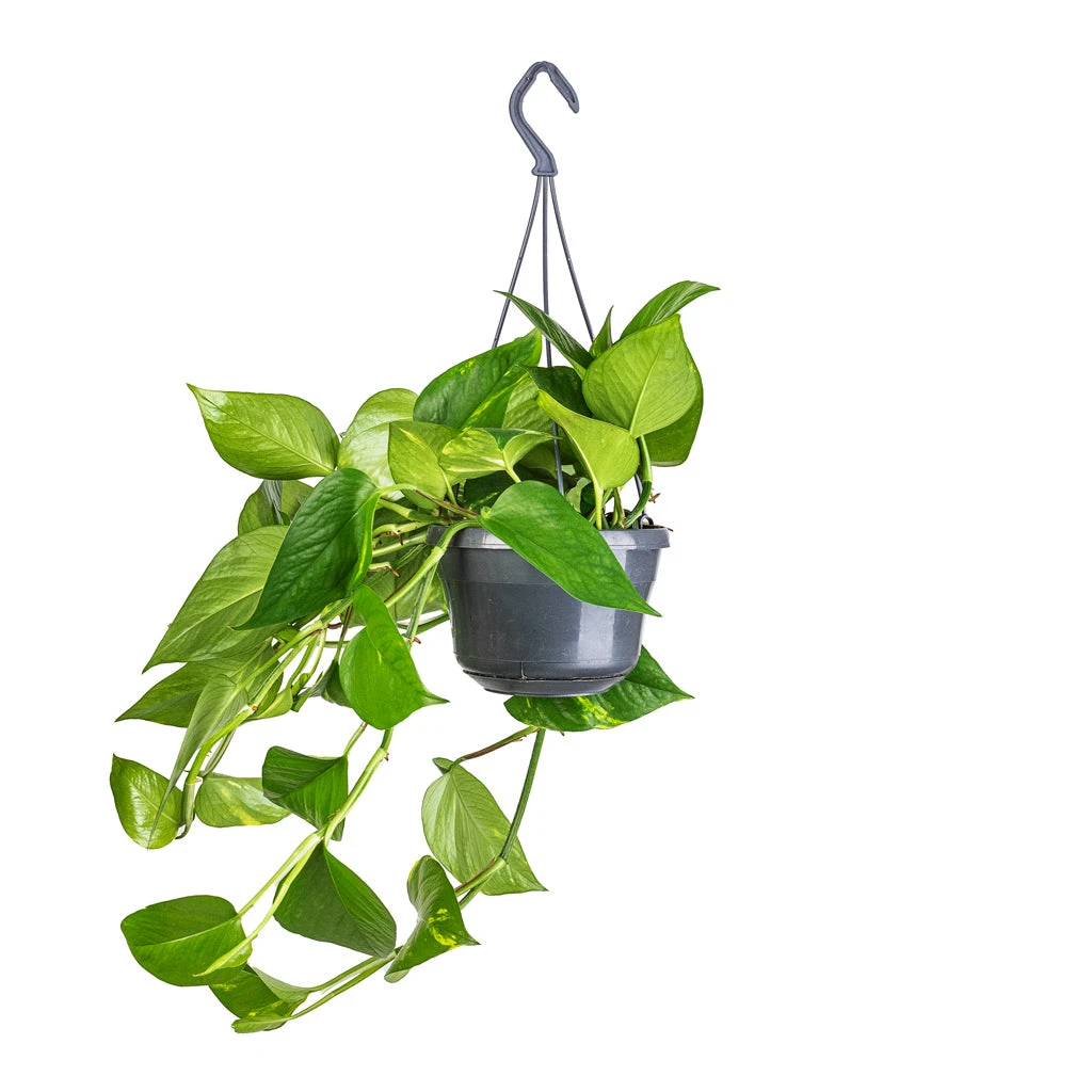 Epipremnum Aureum - Golden Pothos 9 Epipremnum Aureum - Golden Pothos - Image 7