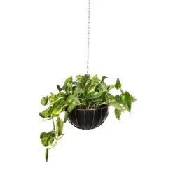 Epipremnum Aureum - Golden Pothos 35 Epipremnum Aureum - Golden Pothos -Plant Promotion Store Epipremnum aureum Golden Pothos 20x40cm 10 Kensington Hanging Plant Pot Copper 30x34cm 2 90a8eb34 a604 4adf 876d 722de578e180