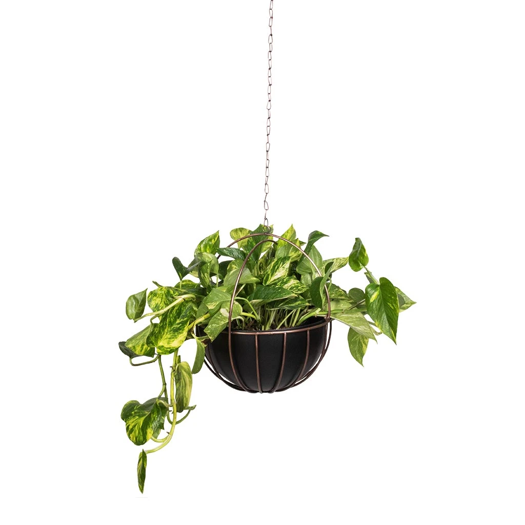Epipremnum Aureum - Golden Pothos 16 Epipremnum Aureum - Golden Pothos - Image 14