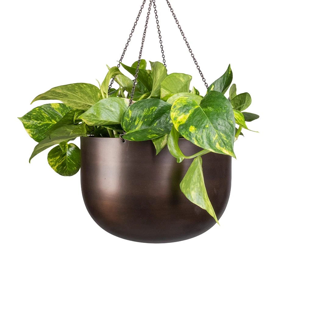 Epipremnum Aureum - Golden Pothos 4 Epipremnum Aureum - Golden Pothos - Image 2