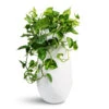 Epipremnum Aureum - Golden Pothos 2 Epipremnum Aureum - Golden Pothos -Plant Promotion Store Epipremnum aureum Golden Pothos 20x40cm Nax Essentials Tall Planter Matt White 35x70cm 2