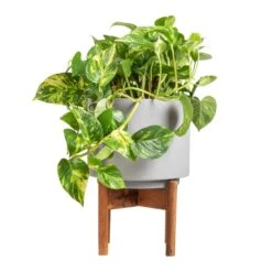 Epipremnum Aureum - Golden Pothos 33 Epipremnum Aureum - Golden Pothos -Plant Promotion Store Epipremnum aureum Golden Pothos 20x40cm Vigo Plant Pot with Wooden Stand Concrete Grey 24x33cm 2e74e52b 4d28 4083 b4cf d8db4aefb481