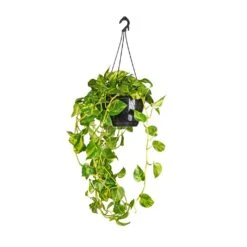 Epipremnum Aureum - Golden Pothos 34 Epipremnum Aureum - Golden Pothos -Plant Promotion Store Epipremnum aureum Golden Pothos 25x60cm 2