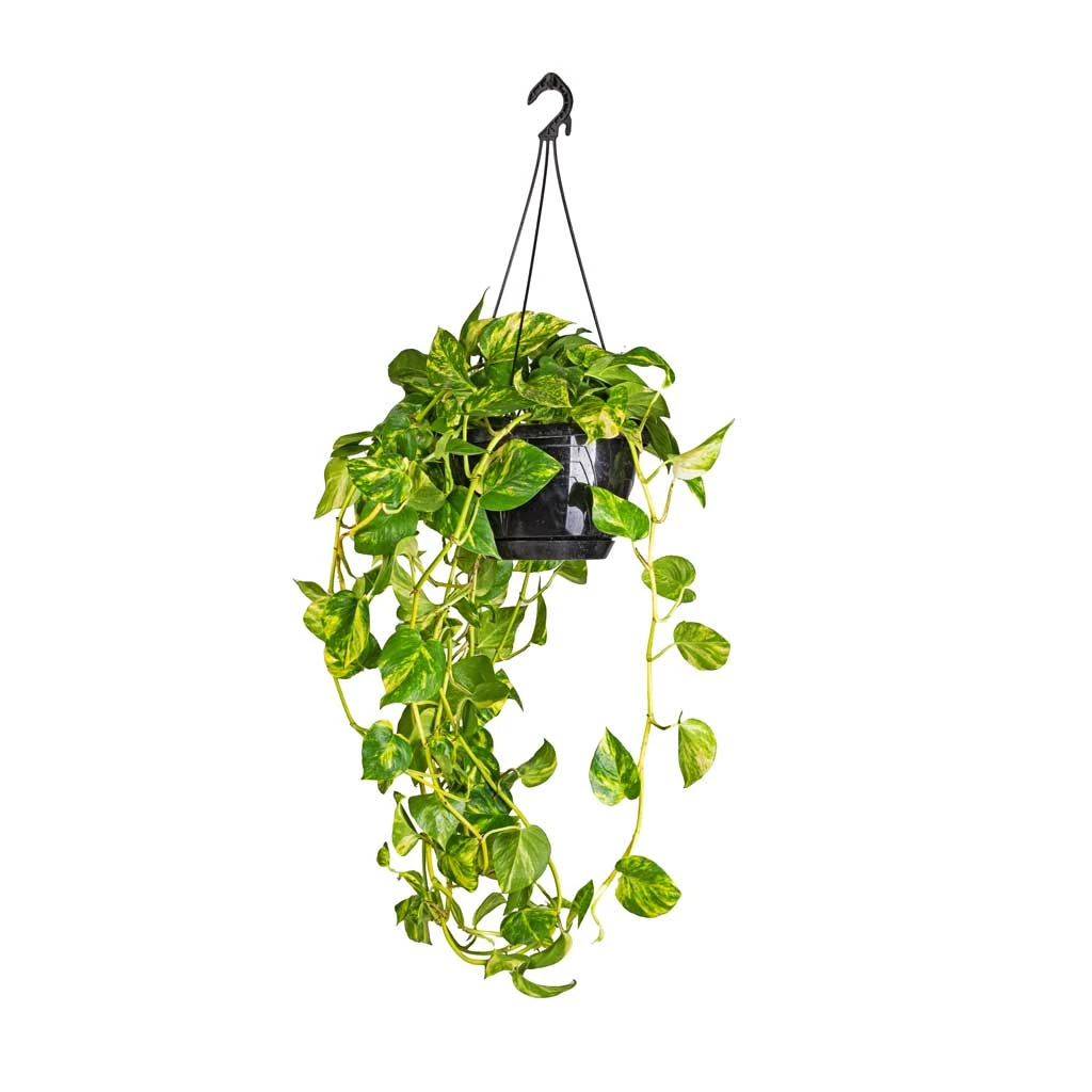 Epipremnum Aureum - Golden Pothos 15 Epipremnum Aureum - Golden Pothos - Image 13