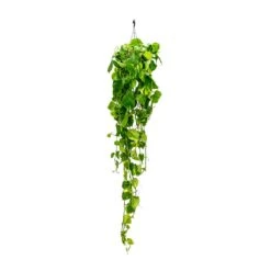 Epipremnum Aureum - Golden Pothos 36 Epipremnum Aureum - Golden Pothos -Plant Promotion Store Epipremnum aureum Golden Pothos Long Trails