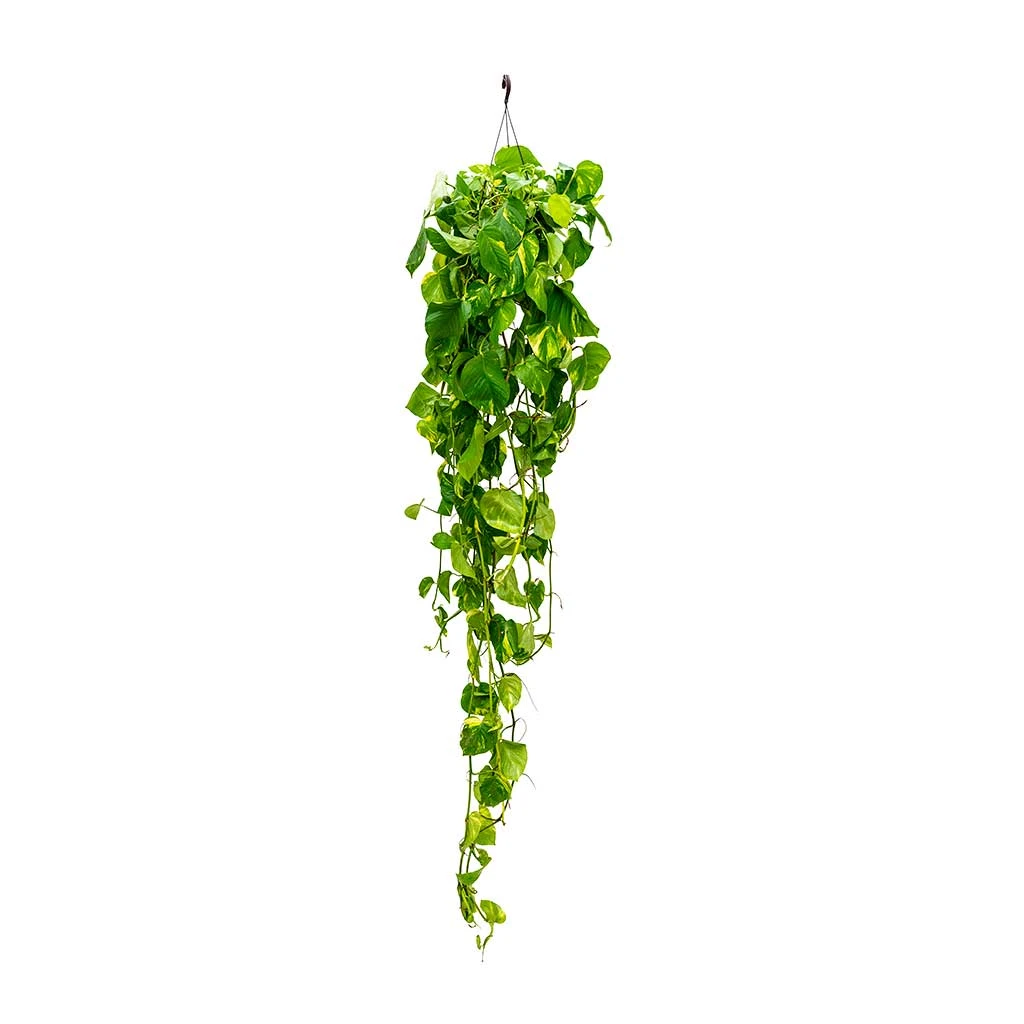 Epipremnum Aureum - Golden Pothos 17 Epipremnum Aureum - Golden Pothos - Image 15