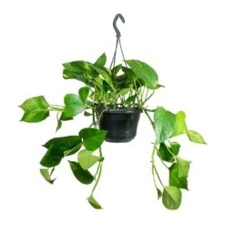 Epipremnum Aureum - Golden Pothos 41 Epipremnum Aureum - Golden Pothos -Plant Promotion Store Epipremnum aureum Golden Pothos Medium