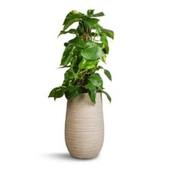 Dune Partner Planter - Oat 12 Dune Partner Planter - Oat -Plant Promotion Store Epipremnum aureum Golden Pothos Moss Pole 17x60cm Dune Partner Planter Oat 25x40cm 54906bad 14c3 41ce a26c e13d5fc725b9