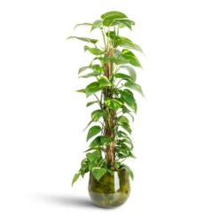 Emmie Metal Plant Pot - Mystic Yellow -Plant Promotion Store Epipremnum aureum Golden Pothos Moss Pole 19x90cm Emmie Metal Pot Mystic Yellow 23x20cm