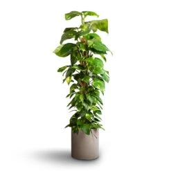 Max Refined Planter - Clouded Grey 14 Max Refined Planter - Clouded Grey -Plant Promotion Store Epipremnum aureum Golden Pothos Moss Pole 24x120cm Max Refined Planter Clouded Grey 29x29.5cm f21335a2 694a 468c 996a db45501a5296
