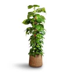 Patt Plant Pot - Straw Grass 22 Patt Plant Pot - Straw Grass -Plant Promotion Store Epipremnum aureum Golden Pothos Moss Pole 24x120cm Patt Plant Pot Straw Grass 35x30cm edc1b824 4d79 4e81 ab4c 7b85037d384f