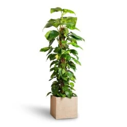 Raindrop Cube Planter - Stone 21 Raindrop Cube Planter - Stone -Plant Promotion Store Epipremnum aureum Golden Pothos Moss Pole 24x120cm Raindrop Cube Planter Stone 30x30x27cm 25ab2f0c 2121 4b5a b2ea c3e4d4028914