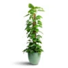 Epipremnum Aureum - Golden Pothos - Moss Pole 2 Epipremnum Aureum - Golden Pothos - Moss Pole -Plant Promotion Store Epipremnum aureum Golden Pothos Moss Pole 24x130cm Bola Artstone Plant Pot Thyme 28x24cm