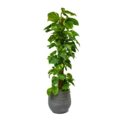 Esra Plant Pot - Mystic Grey -Plant Promotion Store Epipremnum aureum Golden Pothos Moss Pole Esra Mystic Grey Plant Pot