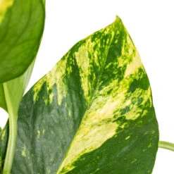 Epipremnum Aureum - Golden Pothos 24 Epipremnum Aureum - Golden Pothos -Plant Promotion Store Epipremnum aureum Golden Pothos SWATCH 2