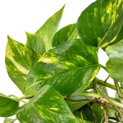 Epipremnum Aureum - Golden Pothos 27 Epipremnum Aureum - Golden Pothos -Plant Promotion Store Epipremnum aureum Golden Pothos SWATCH