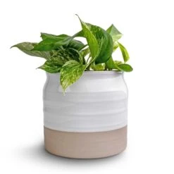 Epipremnum Aureum - Marble Queen Pothos -Plant Promotion Store Epipremnum aureum Marble Queen Pothos 12x20 Puro Ripple Plant Pot White 17x16cm2 94f2cdcb a0cc 49bd 9073 03f7f3dba1d7