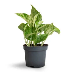 Epipremnum Aureum - Marble Queen Pothos -Plant Promotion Store Epipremnum aureum Marble Queen Pothos 12x20cm