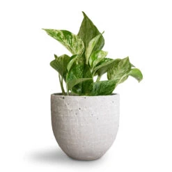 Epipremnum Aureum - Marble Queen Pothos -Plant Promotion Store Epipremnum aureum Marble Queen Pothos 12x20cm Cas Plant Pot Cool Grey 15x13cm