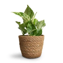 Igmar Plant Basket - Natural -Plant Promotion Store Epipremnum aureum Marble Queen Pothos 12x20cm Igmar Plant Basket Natural 15x12cm 8f0c3b5e 4869 4c1d bcee d4d636a15bcb