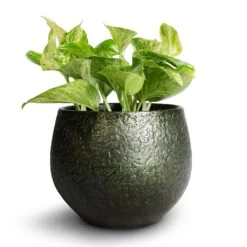 Epipremnum Aureum - Marble Queen Pothos -Plant Promotion Store Epipremnum aureum Marble Queen Pothos 12x20cm Noor Plant Pot Velvet Green 16x13cm