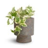Epipremnum Aureum - NJoy Pothos -Plant Promotion Store Epipremnum aureum NJoy Pothos 12x15cm Aily Plant Pot Anthracite 17x20cm
