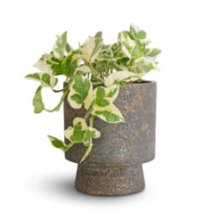 Aily Plant Pot - Earth Cement -Plant Promotion Store Epipremnum aureum NJoy Pothos 12x15cm Aily Plant Pot Anthracite 17x20cm 5b9b2088 d61c 4526 adf5 9d9cefcac705