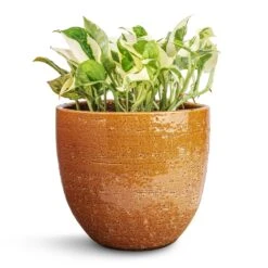 Epipremnum Aureum - NJoy Pothos -Plant Promotion Store Epipremnum aureum NJoy Pothos 12x15cm Jolin Plant Pot Desert 16x14cm d5f92447 142d 481f 8f55 eadcd83ff4cd