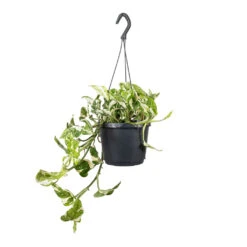 Epipremnum Aureum - NJoy Pothos -Plant Promotion Store Epipremnum aureum NJoy Pothos 17x35cm